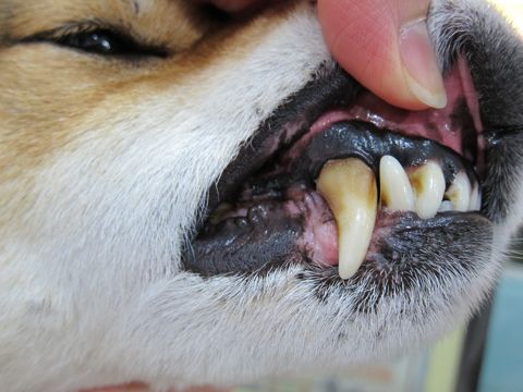 犬歯垢歯石歯周病歯石除去手術動物病院文京区フントヒュッテ歯石除去無麻酔東京ビションフリーゼトリミング文京区ビションフリーゼカット東京hundehutte.jpg