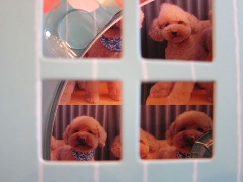 プードルモヒカンカットトイプードルトリミング文京区フントヒュッテナノオゾンペットシャワー使用店東京hundehutteトイプーモヒカントイ・プードルトリミングn.jpg