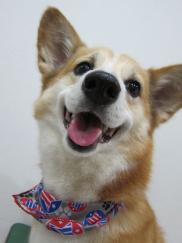 コーギートリミング文京区フントヒュッテナノオゾンペットシャワー使用店東京hundehutteコーギーシャンプーウェルシュ・コーギー・ペンブローク性格コーギー笑顔1.jpg