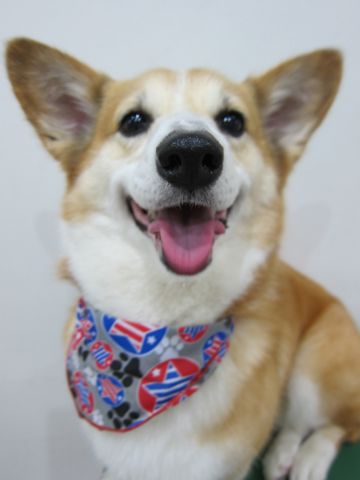コーギートリミング文京区フントヒュッテナノオゾンペットシャワー使用店東京hundehutteコーギーシャンプーウェルシュ・コーギー・ペンブローク性格コーギー笑顔2.jpg