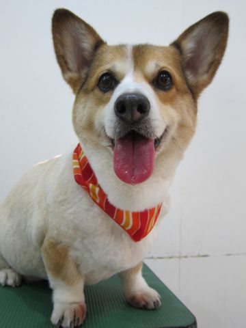 コーギーサマーカットコーギートリミング文京区フントヒュッテナノオゾンペットシャワー使用店東京hundehutteシャンプーウェルシュ・コーギー・ペンブローク性格1.jpg