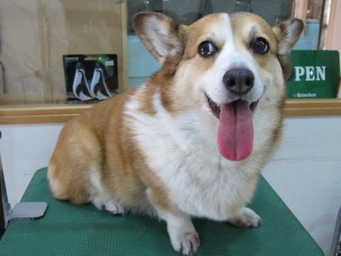 コーギーサマーカットコーギートリミング文京区フントヒュッテナノオゾンペットシャワー使用店東京hundehutteシャンプーウェルシュ・コーギー・ペンブローク性格2.jpg
