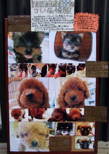 フントヒュッテこいぬ情報ヨークシャー・テリア子犬情報トイ・プードルパピー情報puppyhundehutte東京トイプードルこいぬ情報フントヒュッテ文京区かわいいこいぬ1.jpg