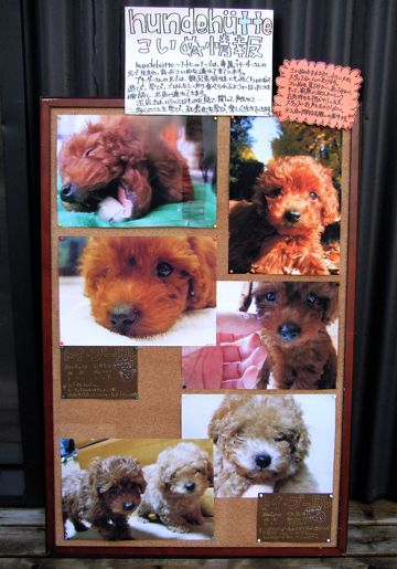 フントヒュッテこいぬ情報ヨークシャー・テリア子犬情報トイ・プードルパピー情報puppyhundehutte東京トイプードルこいぬ情報フントヒュッテ文京区かわいいこいぬ2.jpg