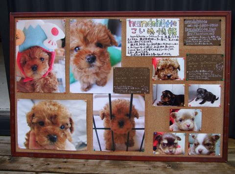 フントヒュッテこいぬ情報ヨークシャー・テリア子犬情報トイ・プードルパピー情報puppyhundehutte東京トイプードルこいぬ情報フントヒュッテ文京区かわいいこいぬ3.jpg