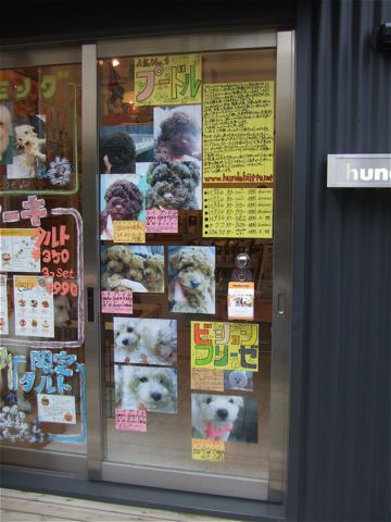 フントヒュッテこいぬ情報ヨークシャー・テリア子犬情報トイ・プードルパピー情報puppyhundehutte東京トイプードルこいぬ情報フントヒュッテ文京区かわいいこいぬ5.jpg