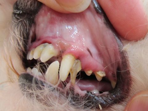 犬歯周病犬歯肉炎犬歯と歯肉の間歯周ポケットにすき間犬口臭犬の歯磨き犬歯みがき犬歯垢歯石除去全身麻酔デンタルケア犬ハミガキ東京フントヒュッテ駒込hundehutte文京区1.jpg