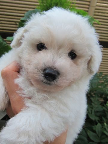 ビションフリーゼフントヒュッテ東京ビションこいぬビションブリーダービションショップ子犬仔犬かわいいビションフリーゼフントヒュッテ文京区本駒込hundehutte1.jpg