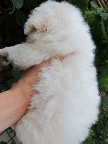 ビションフリーゼフントヒュッテ東京ビションこいぬビションブリーダービションショップ子犬仔犬かわいいビションフリーゼフントヒュッテ文京区本駒込hundehutte2.jpg
