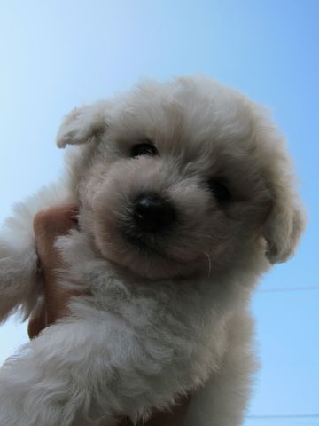 ビションフリーゼフントヒュッテ東京ビションこいぬビションブリーダービションショップ子犬仔犬かわいいビションフリーゼフントヒュッテ文京区本駒込hundehutte3.jpg