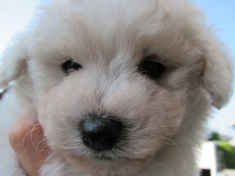 ビションフリーゼフントヒュッテ東京ビションこいぬビションブリーダービションショップ子犬仔犬かわいいビションフリーゼフントヒュッテ文京区本駒込hundehutte4.jpg