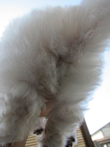 ビションフリーゼフントヒュッテ東京ビションこいぬビションブリーダービションショップ子犬仔犬かわいいビションフリーゼフントヒュッテ文京区本駒込hundehutte5.jpg