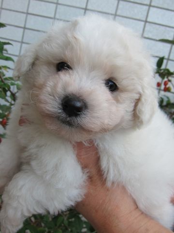 ビションフリーゼフントヒュッテ東京ビションこいぬビションブリーダービションショップ子犬仔犬かわいいビションフリーゼフントヒュッテ文京区本駒込hundehutte6.jpg