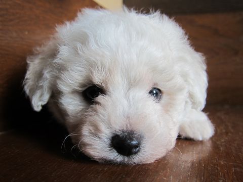 ビションフリーゼフントヒュッテ東京ビションこいぬビションブリーダービションショップ子犬仔犬かわいいビションフリーゼフントヒュッテ文京区本駒込hundehutte7.jpg