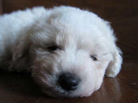 ビションフリーゼフントヒュッテ東京ビションこいぬビションブリーダービションショップ子犬仔犬かわいいビションフリーゼフントヒュッテ文京区本駒込hundehutte8.jpg