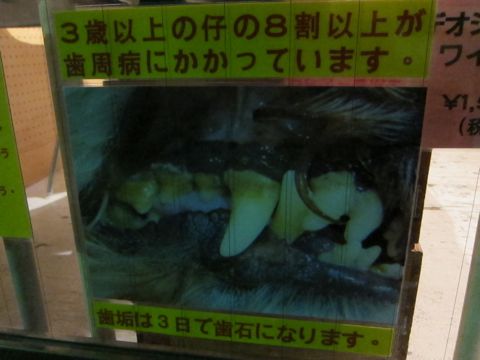 フントヒュッテpuppyこいぬ情報ビションフリーゼダックスフントカニンヘンプードルポメラニアンtrimmingトリミング文京区犬サマーカットポメラニアン柴犬カット15.jpg
