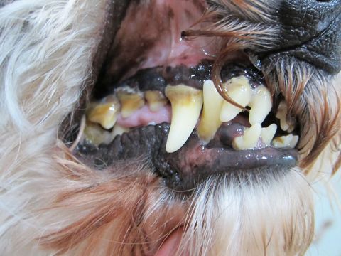 犬歯周病犬歯肉炎犬歯と歯肉の間歯周ポケットにすき間犬口臭犬の歯磨き犬歯みがき犬歯垢歯石除去全身麻酔デンタルケア犬ハミガキ東京フントヒュッテ駒込hundehutte文京区a.jpg