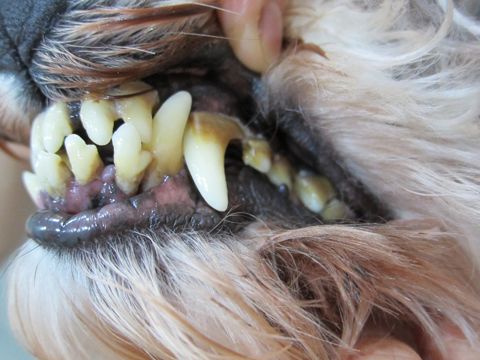 犬歯周病犬歯肉炎犬歯と歯肉の間歯周ポケットにすき間犬口臭犬の歯磨き犬歯みがき犬歯垢歯石除去全身麻酔デンタルケア犬ハミガキ東京フントヒュッテ駒込hundehutte文京区d.jpg