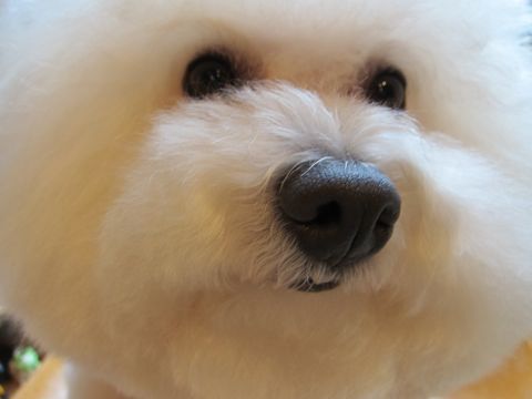 ¥Ó¥·¥ç¥ó¥Õ¥ê¡¼¥¼¥Õ¥ó¥È¥Ò¥å¥Ã¥ÆÅìµþ¥Ó¥·¥ç¥ó¥«¥Ã¥Èhundehutteʸµþ¶è¥È¥ê¥ß¥ó¥°¥Ê¥Î¥ª¥¾¥ó¥Ú¥Ã¥È¥·¥ã¥ï¡¼»ÈÍÑŹÅìµþ¤ª¤Ë¤®¤ê¥Ó¥·¥ç¥ó¥ª¥Ë¥®¥ê¸¤¥Ï¡¼¥Ö¥Ñ¥Ã¥¯4.jpg
