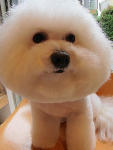 ¥Ó¥·¥ç¥ó¥Õ¥ê¡¼¥¼¥Õ¥ó¥È¥Ò¥å¥Ã¥ÆÅìµþ¥Ó¥·¥ç¥ó¥«¥Ã¥Èhundehutteʸµþ¶è¥È¥ê¥ß¥ó¥°¥Ê¥Î¥ª¥¾¥ó¥Ú¥Ã¥È¥·¥ã¥ï¡¼»ÈÍÑŹÅìµþ¤ª¤Ë¤®¤ê¥Ó¥·¥ç¥ó¥ª¥Ë¥®¥ê¸¤¥Ï¡¼¥Ö¥Ñ¥Ã¥¯6.jpg