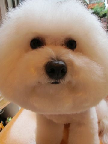 ¥Ó¥·¥ç¥ó¥Õ¥ê¡¼¥¼¥Õ¥ó¥È¥Ò¥å¥Ã¥ÆÅìµþ¥Ó¥·¥ç¥ó¥«¥Ã¥Èhundehutteʸµþ¶è¥È¥ê¥ß¥ó¥°¥Ê¥Î¥ª¥¾¥ó¥Ú¥Ã¥È¥·¥ã¥ï¡¼»ÈÍÑŹÅìµþ¤ª¤Ë¤®¤ê¥Ó¥·¥ç¥ó¥ª¥Ë¥®¥ê¸¤¥Ï¡¼¥Ö¥Ñ¥Ã¥¯7.jpg