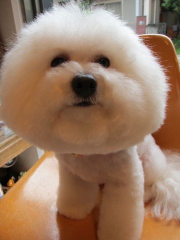 ビションフリーゼフントヒュッテ東京ビションカットhundehutte文京区トリミングナノオゾンペットシャワー使用店東京おにぎりビションオニギリ犬ハーブパック8.jpg
