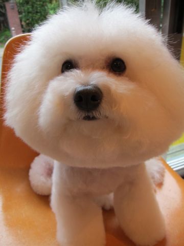 ¥Ó¥·¥ç¥ó¥Õ¥ê¡¼¥¼¥Õ¥ó¥È¥Ò¥å¥Ã¥ÆÅìµþ¥Ó¥·¥ç¥ó¥«¥Ã¥Èhundehutteʸµþ¶è¥È¥ê¥ß¥ó¥°¥Ê¥Î¥ª¥¾¥ó¥Ú¥Ã¥È¥·¥ã¥ï¡¼»ÈÍÑŹÅìµþ¤ª¤Ë¤®¤ê¥Ó¥·¥ç¥ó¥ª¥Ë¥®¥ê¸¤¥Ï¡¼¥Ö¥Ñ¥Ã¥¯9.jpg