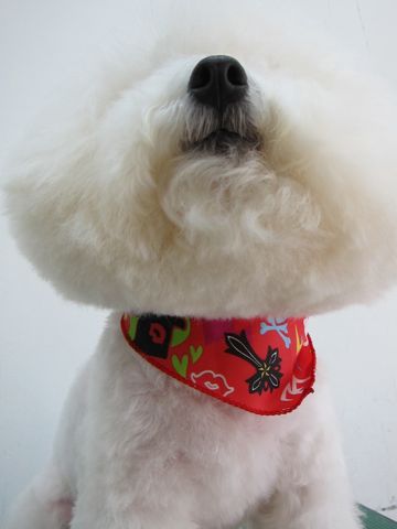ビションフリーゼフントヒュッテ東京ビションカットhundehutte文京区トリミングナノオゾンペットシャワー使用店東京おにぎりビションオニギリ犬ハーブパックf.jpg
