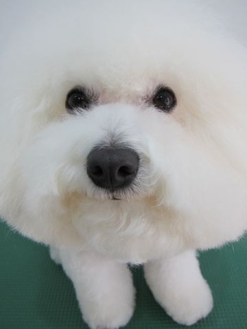 ビションフリーゼフントヒュッテ東京ビションカットhundehutte文京区トリミングナノオゾンペットシャワー使用店東京おにぎりビションオニギリ犬ハーブパックg.jpg