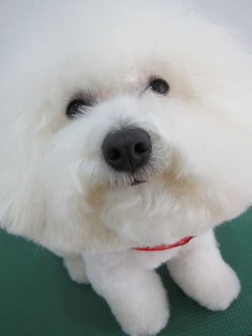 ビションフリーゼフントヒュッテ東京ビションカットhundehutte文京区トリミングナノオゾンペットシャワー使用店東京おにぎりビションオニギリ犬ハーブパックh.jpg