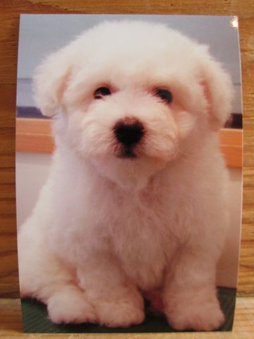 ビションフリーゼフントヒュッテ東京ビションカットhundehutte文京区トリミングナノオゾンペットシャワー使用店東京ビションフリーゼの子犬ビションこいぬかわいい.jpg