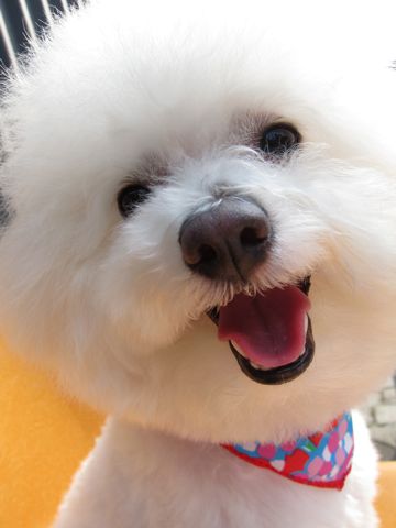 ビションフリーゼフントヒュッテ東京ビションフリーゼのカットができるお店hundehutte文京区トリミングナノオゾンペットシャワー使用店東京犬ハーブパック1.jpg