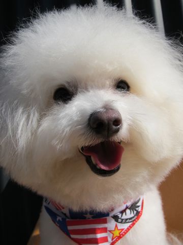 ビションフリーゼフントヒュッテ東京ビションフリーゼのカットができるお店hundehutte文京区トリミングナノオゾンペットシャワー使用店東京犬ハーブパック2.jpg