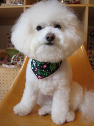 ビションフリーゼフントヒュッテ東京ビションフリーゼのカットができるお店hundehutte文京区トリミングナノオゾンペットシャワー使用店東京犬ハーブパック12.jpg