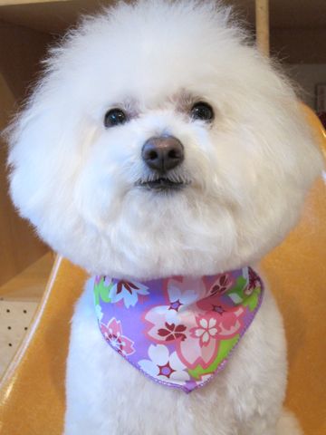 ビションフリーゼフントヒュッテ東京ビションフリーゼのカットができるお店hundehutte文京区トリミングナノオゾンペットシャワー使用店東京犬ハーブパック25.jpg