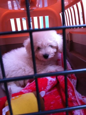 ビションフリーゼフントヒュッテ東京子犬こいぬかわいいビションフリーゼブリーダーかわいいビションフリーゼのいるお店文京区本駒込hundehutte仔犬ビション30.jpg