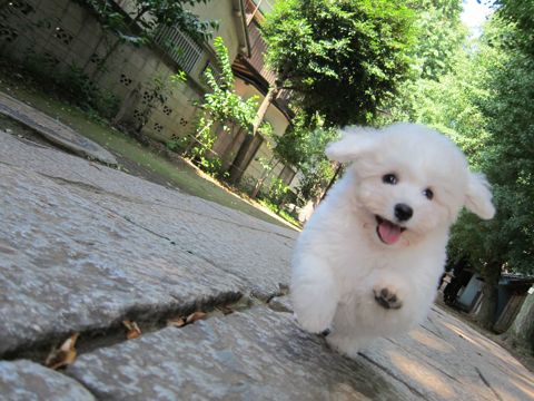 ビションフリーゼフントヒュッテ東京子犬こいぬかわいいビションフリーゼブリーダーかわいいビションフリーゼのいるお店文京区本駒込hundehutte仔犬ビション85.jpg
