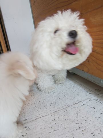 ビションフリーゼ文京区フントヒュッテ駒込hundehutteビションフリーゼこいぬトリミングナノオゾンペットシャワー使用店東京ビションフリーゼのおにぎりカット1.jpg