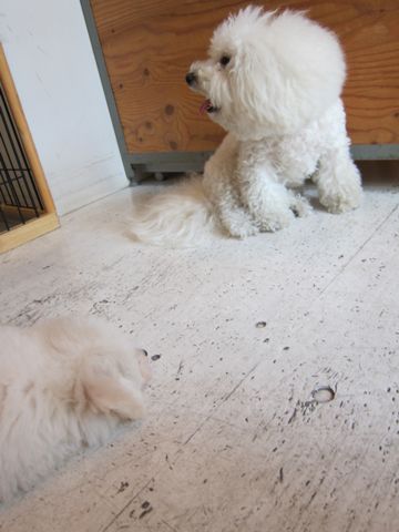 ビションフリーゼ文京区フントヒュッテ駒込hundehutteビションフリーゼこいぬトリミングナノオゾンペットシャワー使用店東京ビションフリーゼのおにぎりカット2.jpg