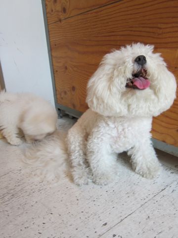 ビションフリーゼ文京区フントヒュッテ駒込hundehutteビションフリーゼこいぬトリミングナノオゾンペットシャワー使用店東京ビションフリーゼのおにぎりカット4.jpg