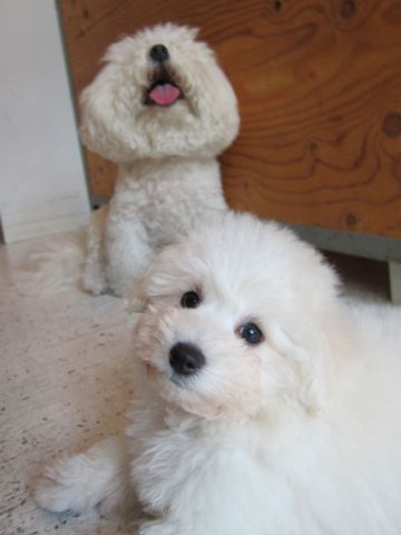 ビションフリーゼ文京区フントヒュッテ駒込hundehutteビションフリーゼこいぬトリミングナノオゾンペットシャワー使用店東京ビションフリーゼのおにぎりカット7.jpg