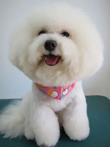 ビションフリーゼ文京区フントヒュッテ駒込hundehutteビションフリーゼこいぬトリミングナノオゾンペットシャワー使用店東京ビションフリーゼのおにぎりカット8.jpg