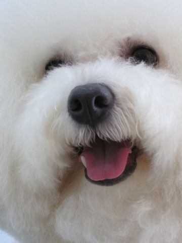ビションフリーゼ文京区フントヒュッテ駒込hundehutteビションフリーゼこいぬトリミングナノオゾンペットシャワー使用店東京ビションフリーゼのおにぎりカット11.jpg