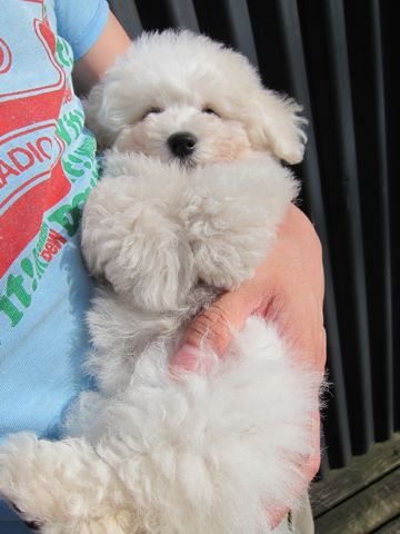 ビションフリーゼフントヒュッテ東京子犬こいぬかわいいビションフリーゼブリーダーかわいいビションフリーゼのいるお店文京区本駒込hundehutte仔犬ビション109.jpg
