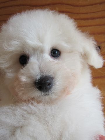 ビションフリーゼフントヒュッテ東京子犬こいぬかわいいビションフリーゼブリーダーかわいいビションフリーゼのいるお店文京区本駒込hundehutte仔犬ビション124.jpg