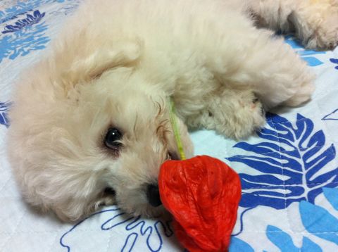 ビションフリーゼフントヒュッテ東京子犬こいぬかわいいビションフリーゼブリーダーかわいいビションフリーゼのいるお店文京区本駒込hundehutte仔犬ビション142.jpg