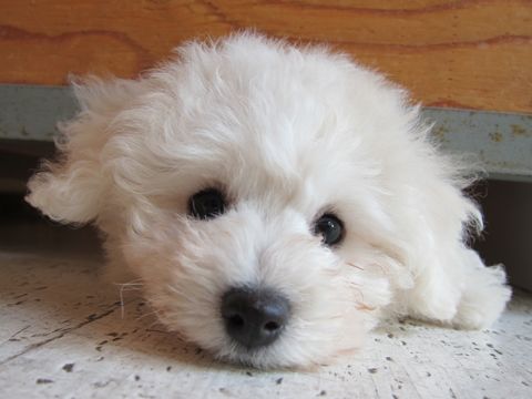 ビションフリーゼフントヒュッテ東京子犬こいぬかわいいビションフリーゼブリーダーかわいいビションフリーゼのいるお店文京区本駒込hundehutte仔犬ビション148.jpg