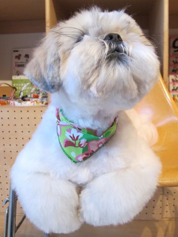 シーズートリミング文京区トリミングサロンフントヒュッテナノオゾンペットシャワー使用店東京hundehutteシーズーカットご新規様割引シー・ズー特殊カットスタイル7.jpg