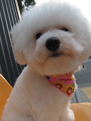 ビションフリーゼトリミング文京区フントヒュッテナノオゾンペットシャワー使用東京hundehutteビションフリーゼスタイル犬大型犬ビアデッド・コリー前見えてる?5.jpg
