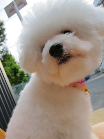 ビションフリーゼトリミング文京区フントヒュッテナノオゾンペットシャワー使用東京hundehutteビションフリーゼスタイル犬大型犬ビアデッド・コリー前見えてる?6.jpg